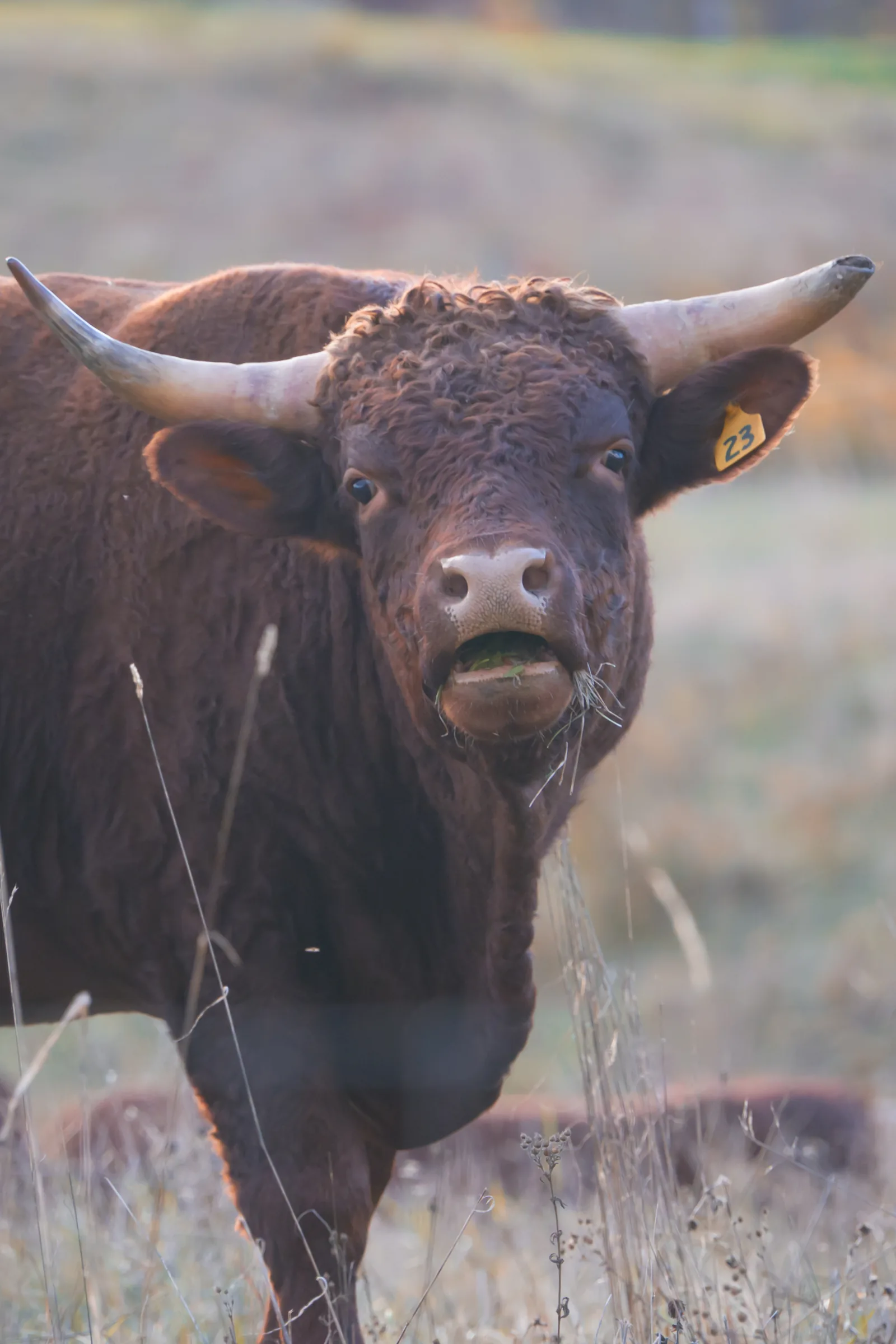 The Moo Cow